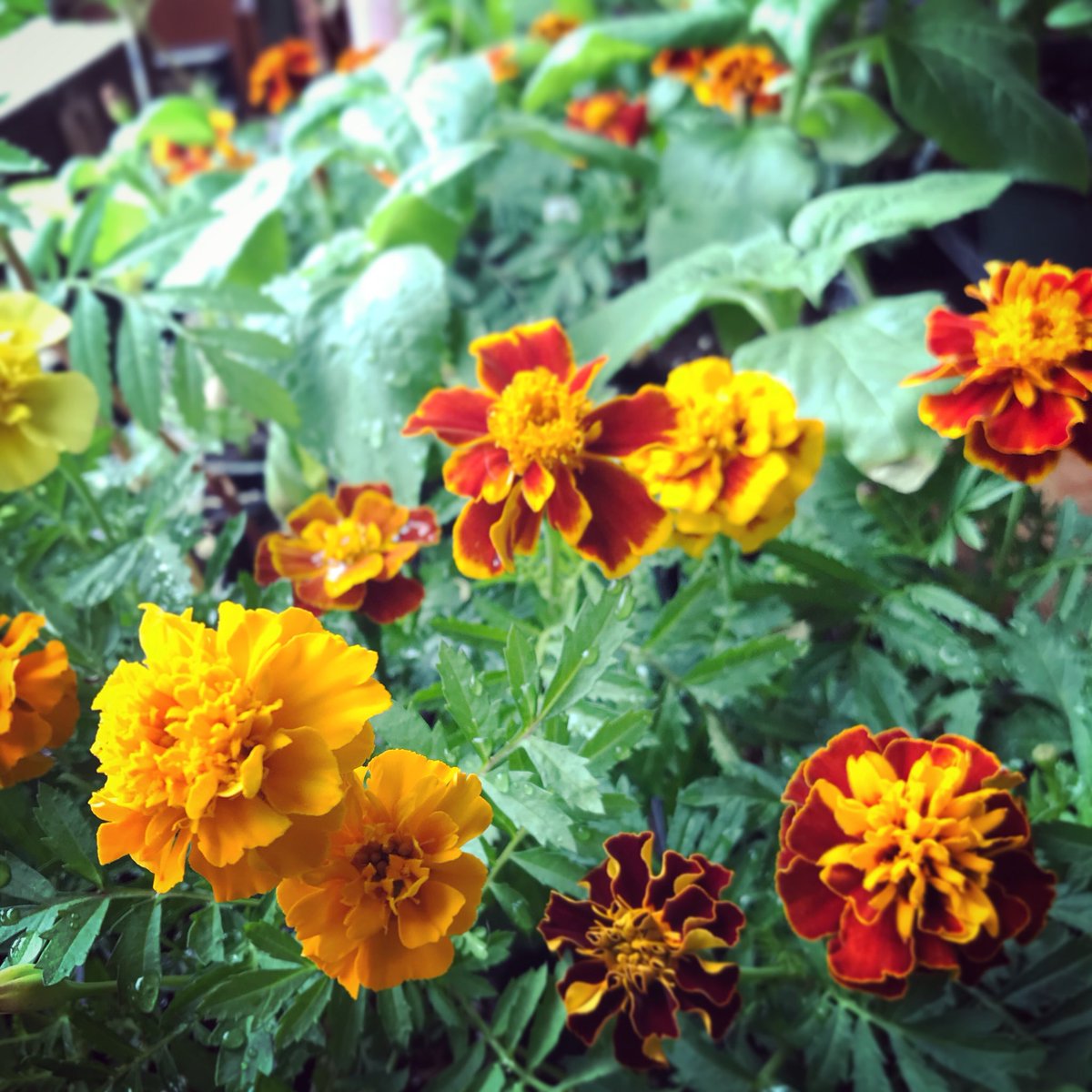 33 F today on the farm. All starts still cozy inside with us, but beginning to overstay welcome. Spring soon, pls?