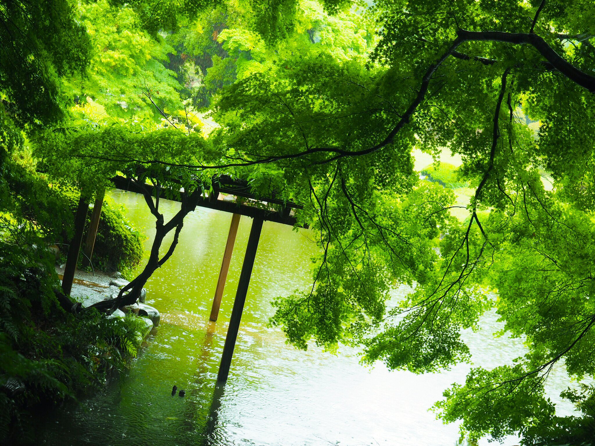スクデリ Al Twitter 昨日は雨の中 新宿御苑に行ってきた 言の葉の庭に出てきた所で写真撮った ｰ とても綺麗でした 言の葉の庭 写真好きな人と繫がりたい 写真撮ってる人と繋がりたい 雨 雨写真 新宿御苑 新海誠 T Co J1bzoinonp Twitter