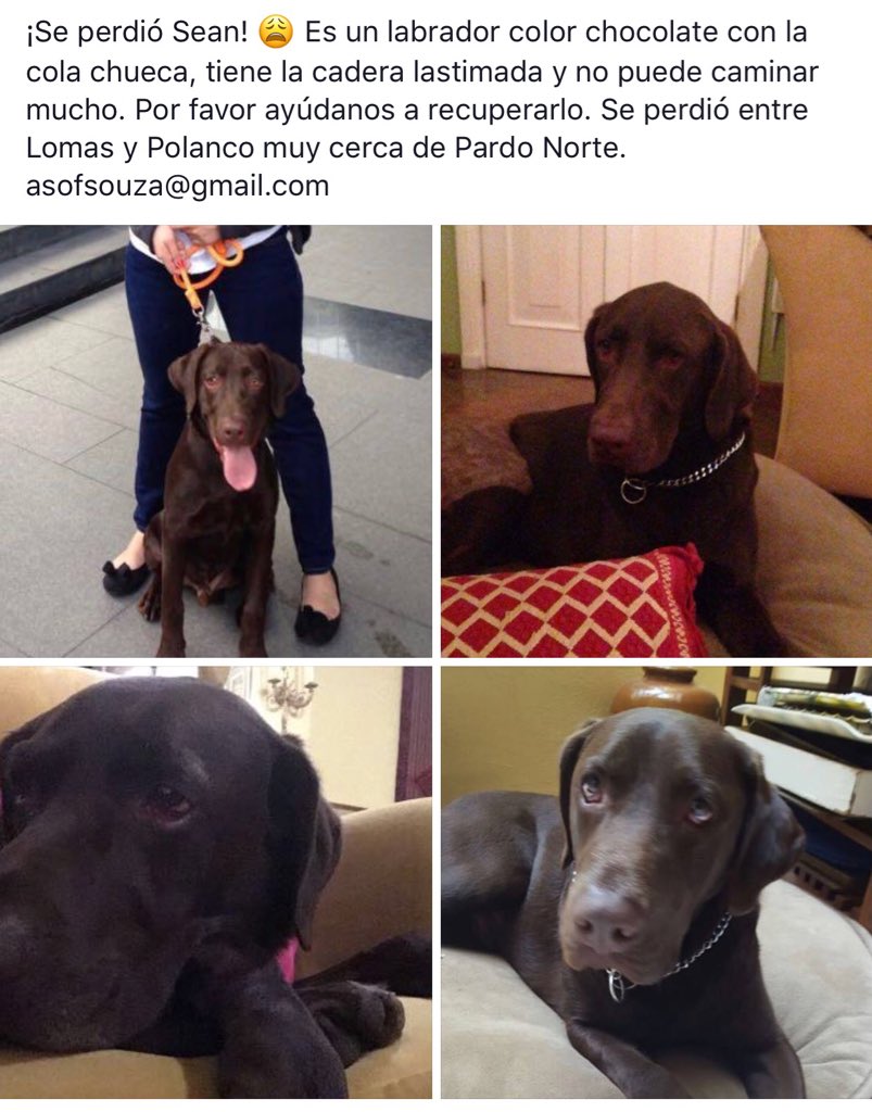 Hola amigos es el perro de mi prima, porfa RT