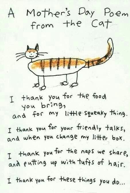 DispatchCat's tweet image. Happy Mother’s Day cat peasants!