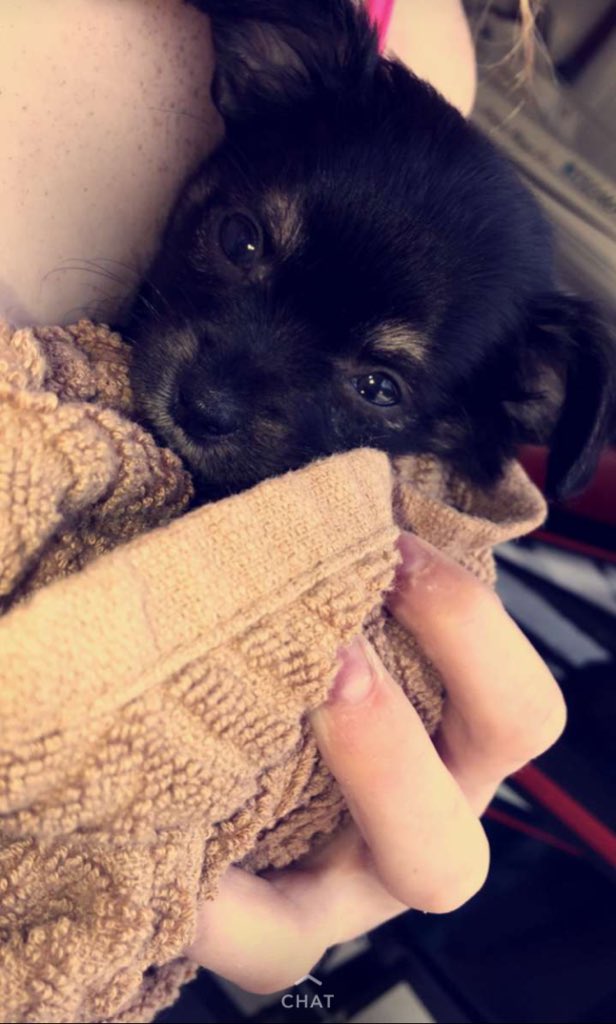 EmilyWeeks21's tweet photo. My grandma got a new puppy and he’s the cutest thing I’ve ever seen 😍 #MeetRascal https://t.co/peAcftQJ3o