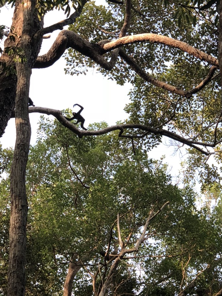 primateeats's tweet photo. Developing new feeding ecology projects on the Northern yellow cheeked crested gibbon in southwest Cambodia #gibbon #funfieldwork #apediets https://t.co/L9eR8N2ggJ