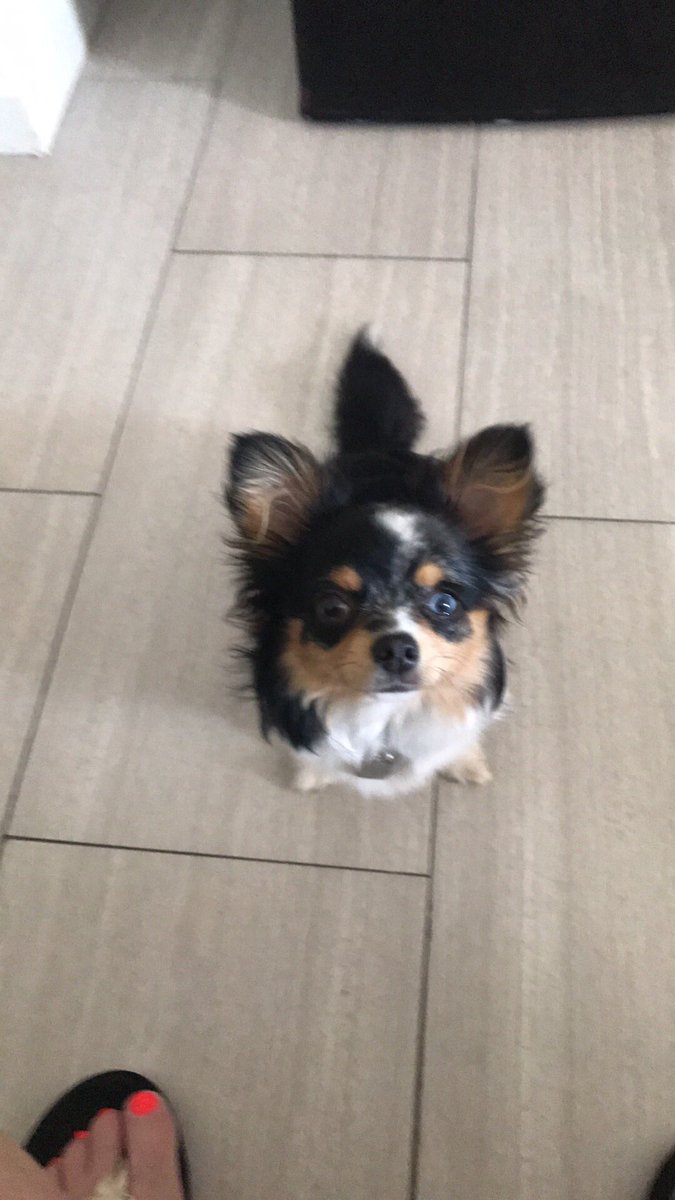 teresadriscol10's tweet photo. Lucy is so special! Love my doggie. https://t.co/nwqGWYma7r