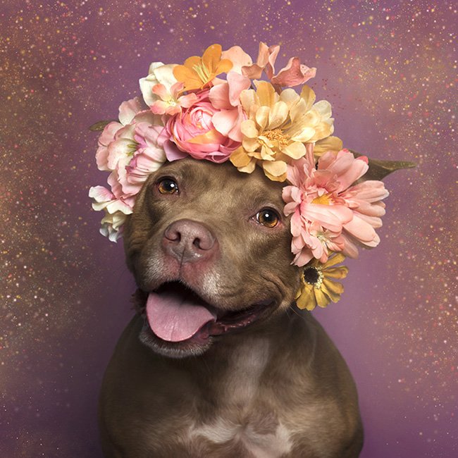 madokaloid's tweet photo. Looking at the #PitbullDropOff tag can be really painful so here's some adorable pit pics to help you smile! (Photographer is Sophie Gamand- if you Google her you can find even more from this series!) https://t.co/IzzgTGmSbU