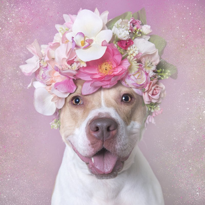 madokaloid's tweet photo. Looking at the #PitbullDropOff tag can be really painful so here's some adorable pit pics to help you smile! (Photographer is Sophie Gamand- if you Google her you can find even more from this series!) https://t.co/IzzgTGmSbU