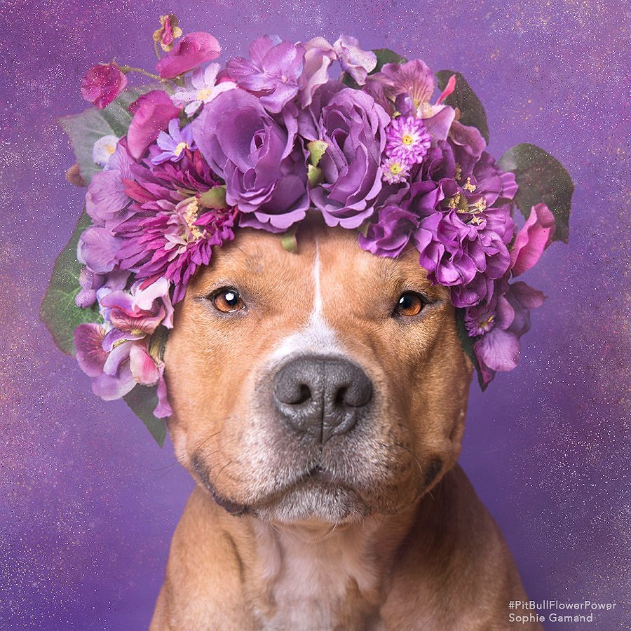 madokaloid's tweet photo. Looking at the #PitbullDropOff tag can be really painful so here's some adorable pit pics to help you smile! (Photographer is Sophie Gamand- if you Google her you can find even more from this series!) https://t.co/IzzgTGmSbU