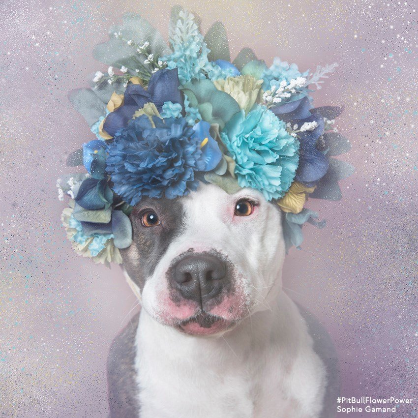 madokaloid's tweet photo. Looking at the #PitbullDropOff tag can be really painful so here's some adorable pit pics to help you smile! (Photographer is Sophie Gamand- if you Google her you can find even more from this series!) https://t.co/IzzgTGmSbU