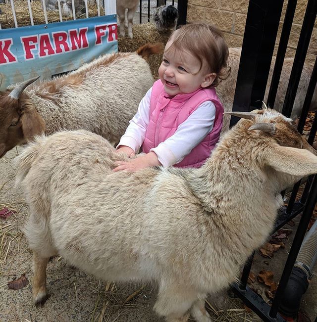 AlpineViper's tweet photo. Fuzzy goat! https://t.co/853NAGi4j8 https://t.co/Cl3FsBzrvV