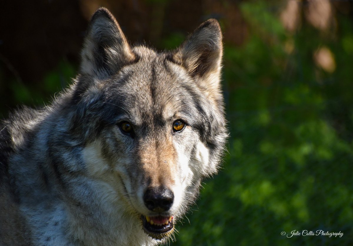 jcollis01's tweet image. Up close and personal with a beautiful Gray Wolf who is a #Wolf #Embassador #VancouverIsland #canada @weathernetwork @ThePhotoHour @DiscoverCanada_@explorecanada