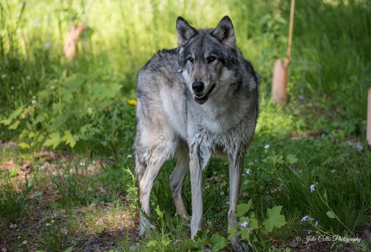 jcollis01's tweet image. Up close and personal with a beautiful Gray Wolf who is a #Wolf #Embassador #VancouverIsland #canada @weathernetwork @ThePhotoHour @DiscoverCanada_@explorecanada
