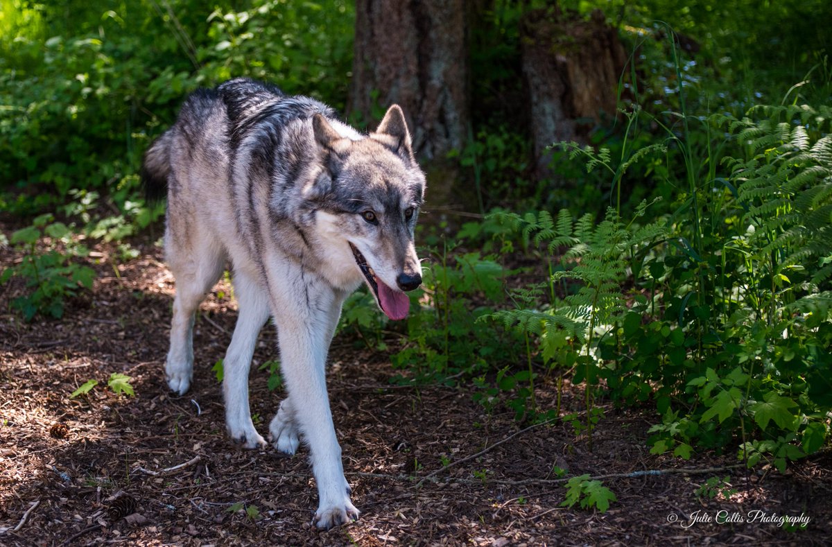 jcollis01's tweet image. Up close and personal with a beautiful Gray Wolf who is a #Wolf #Embassador #VancouverIsland #canada @weathernetwork @ThePhotoHour @DiscoverCanada_@explorecanada