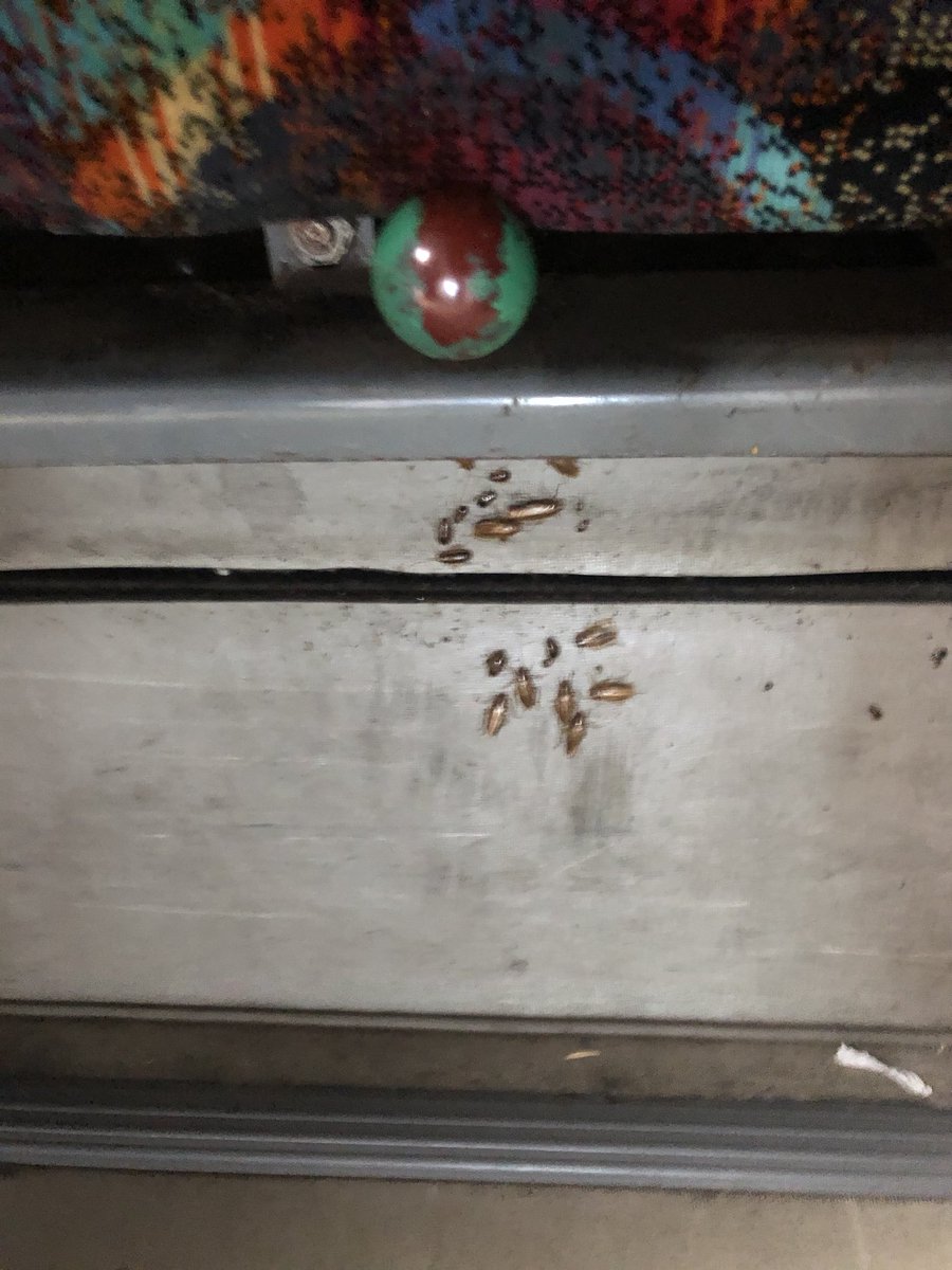 palaGuest's tweet photo. These Cockroaches are part of the shuttle bus in the pala casino https://t.co/7bvKLAvaiy