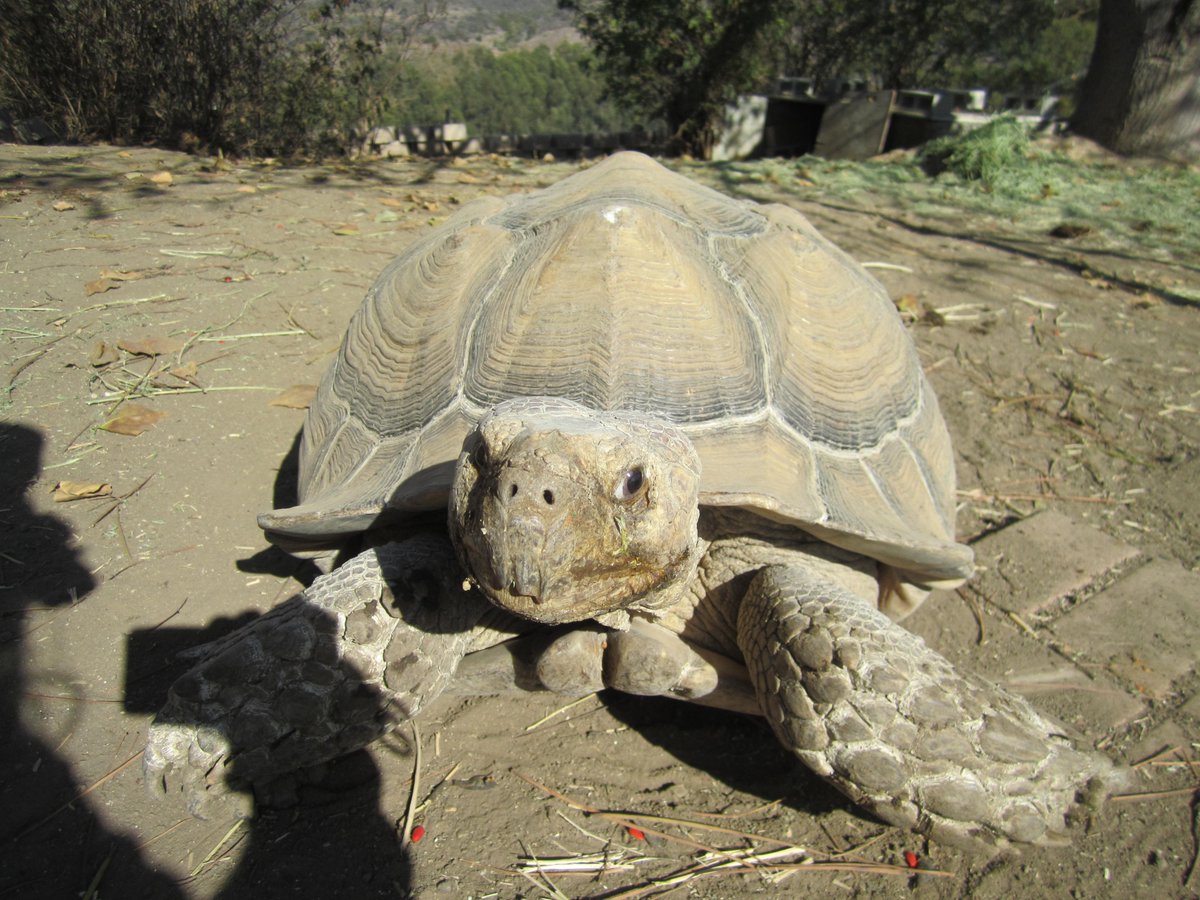 WorldTurtleDay's tweet photo. Thank you from Tank and the #turtle sanctuary! https://t.co/IHUH8a8HQn https://t.co/1IcdSZMAEK