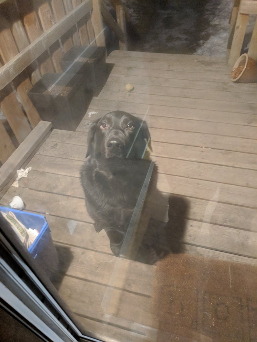 malpootato's tweet photo. Mom found old photo of me from spring thaw when I was being best boy sitting so I could have supper #dogsoftwitter #rescuedog https://t.co/do2PoEaytH
