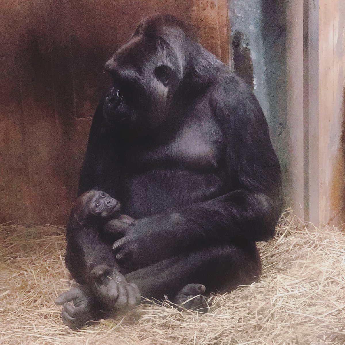 Happy Mother’s Day ❤️ #gorillastory <a href="/NationalZoo/">National Zoo</a>