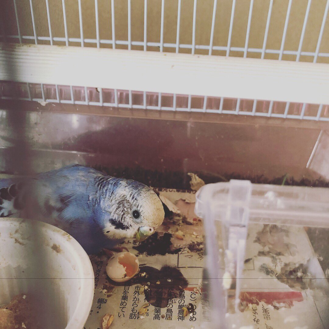 あっこ A Twitter 今朝のくぅたんの様子 昨日産卵からのまさかのまさかで割って食べてるという衝撃画像s インコってゆで卵好きだけど生も ってか無精卵でよかった 生は良くないだろうと焦って取ろうとしたらムシャムシャ凄い勢いで食べようた 無事とり あっこ A Twitter 今朝のくぅたんの様子 昨日産卵からのまさかのまさかで割って食べてるという衝撃画像s インコってゆで卵好きだけど生も ってか無精卵でよかった 生は良くないだろうと焦って取ろうとしたらムシャムシャ凄い勢いで食べようた 無事とり