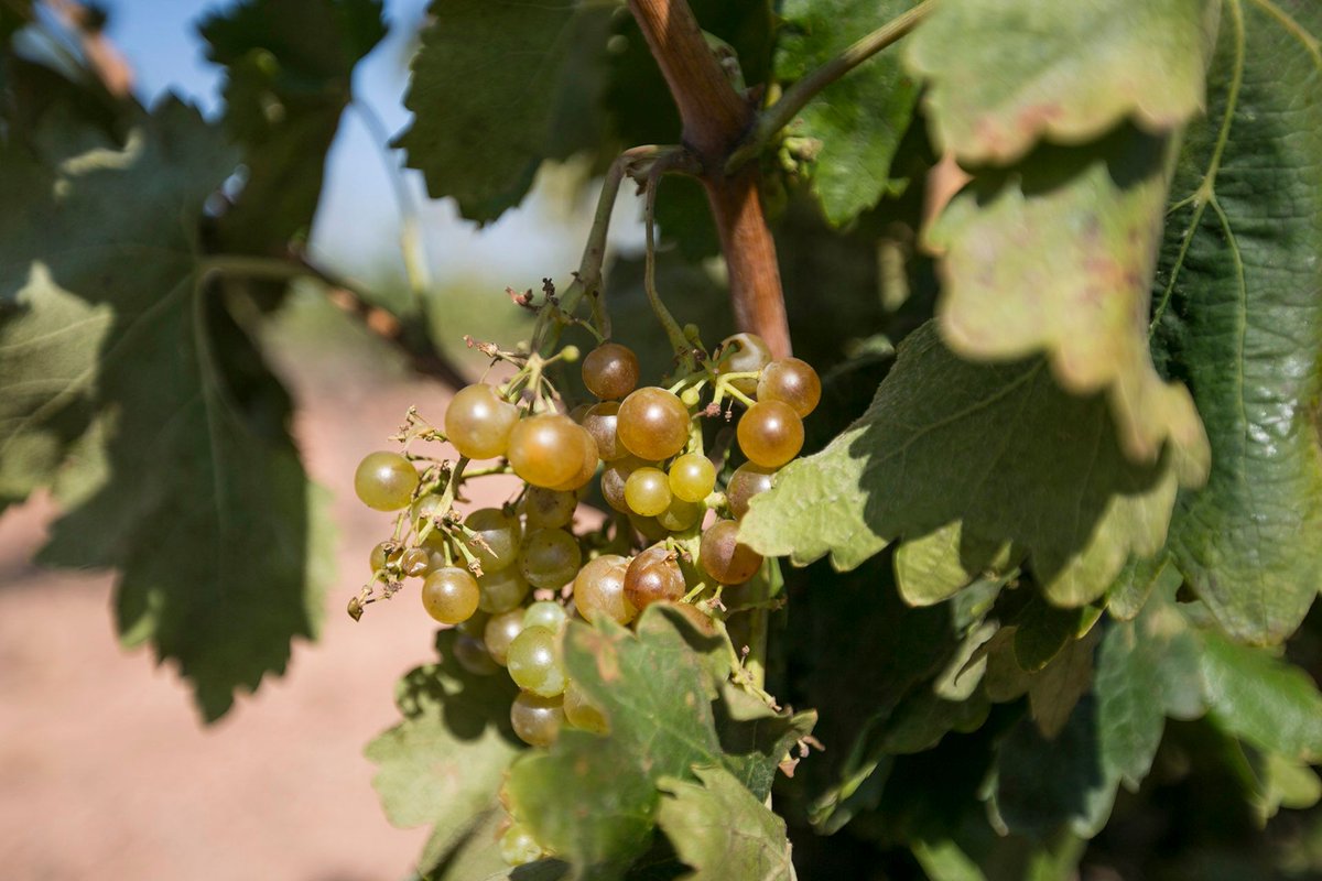 Interesting...Does this boom refer to the US?
Thought the Asti boom was years ago. There are other very interesting Moscato areas in Italy.

Why #Moscato is Misunderstood | Wine Enthusiast Magazine buff.ly/2rCFPfv by <a href="/chasingthevine/">Lauren Mowery</a> via <a href="/WineEnthusiast/">WineEnthusiast</a>