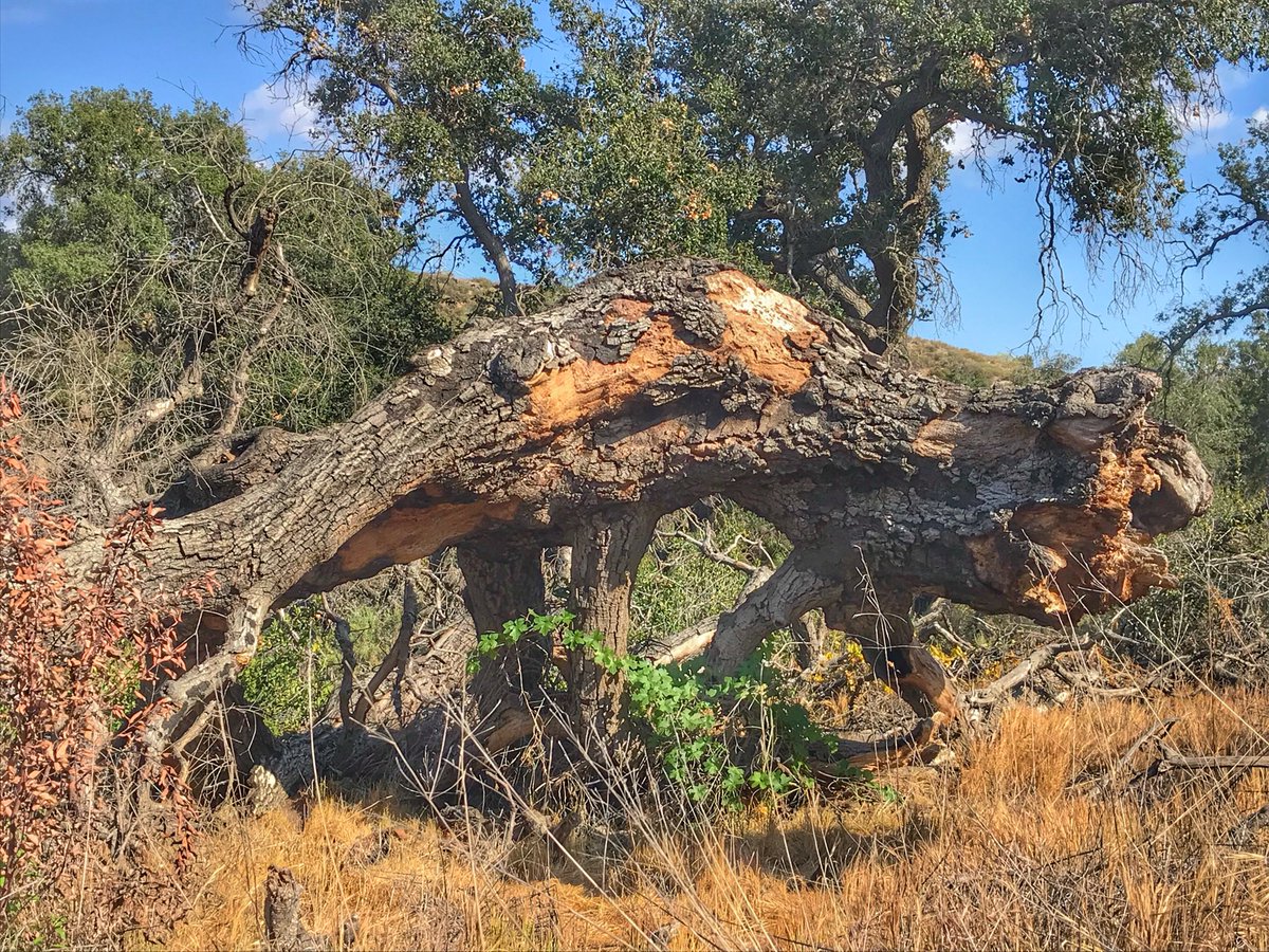 KeithAndrewRowe's tweet image. Ran into this tree creature today on my hike.
#Alien
#TreeCreature
#WhitingRanch
#TheOC #SoCal #Snapseed