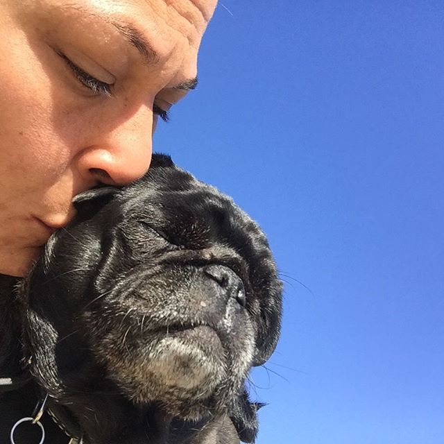 #rescuepug #happypugmom #adoptdontshop🐾 #saltandpepperpug #nebbie🐽 #spcala🐾 #organicpetboutique #nebulathepotbellypug🐽 #smushyfacearmy