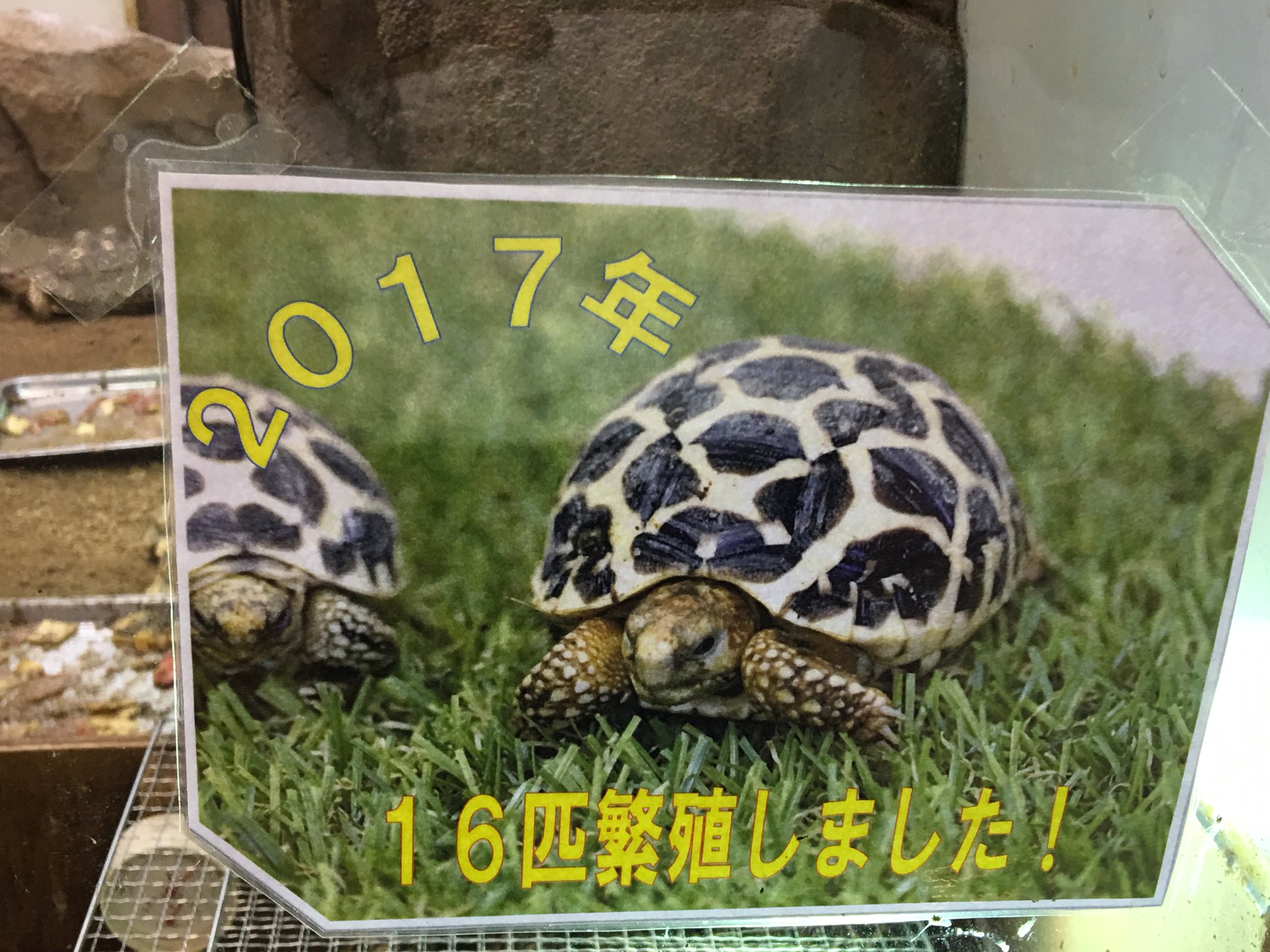 福山市立動物園 公式 Twitter પર 園長ツイート インドホシガメ は虫類館から総勢４０匹のホシガメ ルーム 昨年度繁殖した１６匹 大きさはニワトリの卵くらいのものからタバコの箱くらいのものまで成長具合は違うけど 全員順調 福山市立動物園 インド