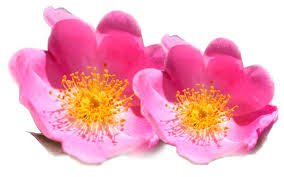EsteticBalear's tweet photo. ¿Sabías que el aceite puro de rosa mosqueta es uno de los tratamientos estéticos más eficaces para evitar cicatrices? 

#estéticamallorca #medicinaestéticamallorca #cirugíaestéticamallorca https://t.co/u7XwdAsUv3