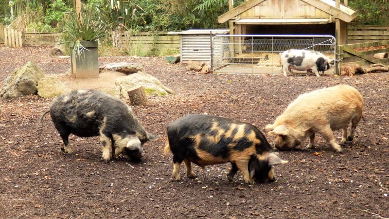 ニュージーランドワーキングホリデー Twitter પર どれがニュージーの動物かな ニュージーランドには固有の動物がいます 有名なところでは 飛べない鳥のキウイですね その他にもたくさんいますが ここで問題 写真の4種類の動物の中で Nzに生息している