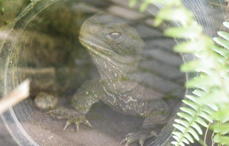 ニュージーランドワーキングホリデー Twitter પર どれがニュージーの動物かな ニュージーランドには固有の動物がいます 有名なところでは 飛べない鳥のキウイですね その他にもたくさんいますが ここで問題 写真の4種類の動物の中で Nzに生息している