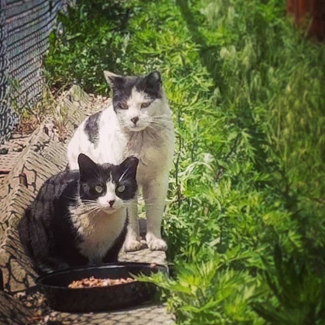 GreenpointCats's tweet photo. We're all still having some trouble getting over our recent loss, but the kitties are still coming out and we're still there to fill their hungry bellies!

Unfortunately, we've run into some additional issues with the people who own the lot one of our co… https://t.co/5jdhBJl9Vt https://t.co/uY3TNTbVZR
