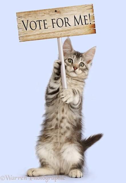 SalinCatCat's tweet photo. Botohan na sa Barangay! Pero bakit parang feeling ko walang no choice na naman tayo? 🙀 Nubayan bayan.

E kung...ako na lang kaya? 😸😸😸

#AnoNaPinas #BarangayElections2018 #Baranggayan #KapitanMeow https://t.co/ZAciKvH42Q