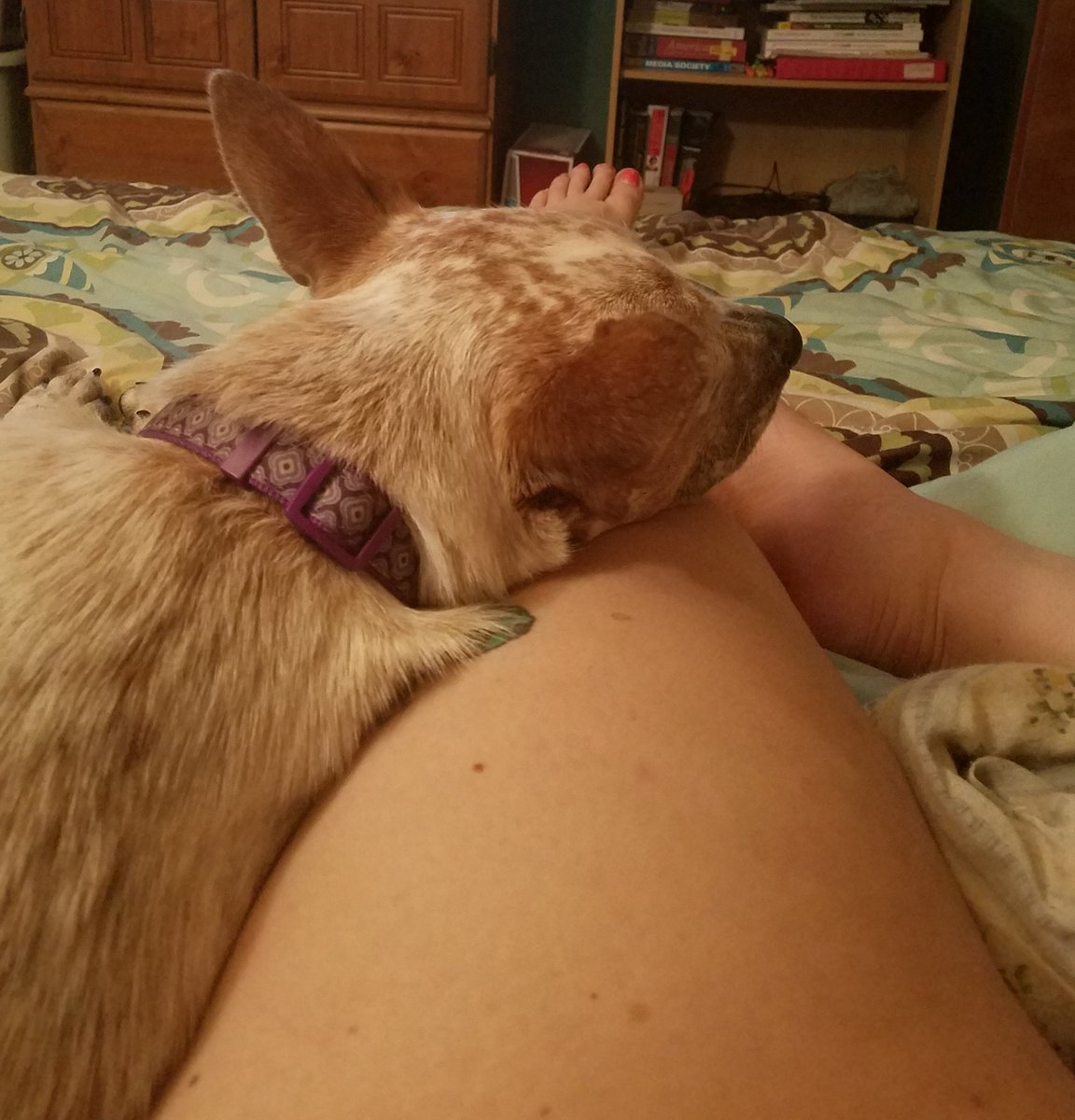 milehighrebel's tweet photo. Think I'm going to start a Go Fund Me so I can be a stay at home dog mom. #TwoSingleBitches #AdoptDontShop https://t.co/LoshnDbUbI