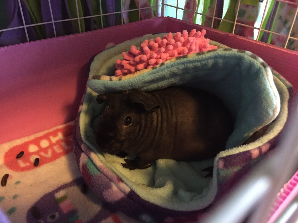 SkinnyPigRiver's tweet photo. Melody and I have differing opinions when it comes to cuddle cup liners. #skinnypigs #guineapigs https://t.co/g3iqeSMuwf