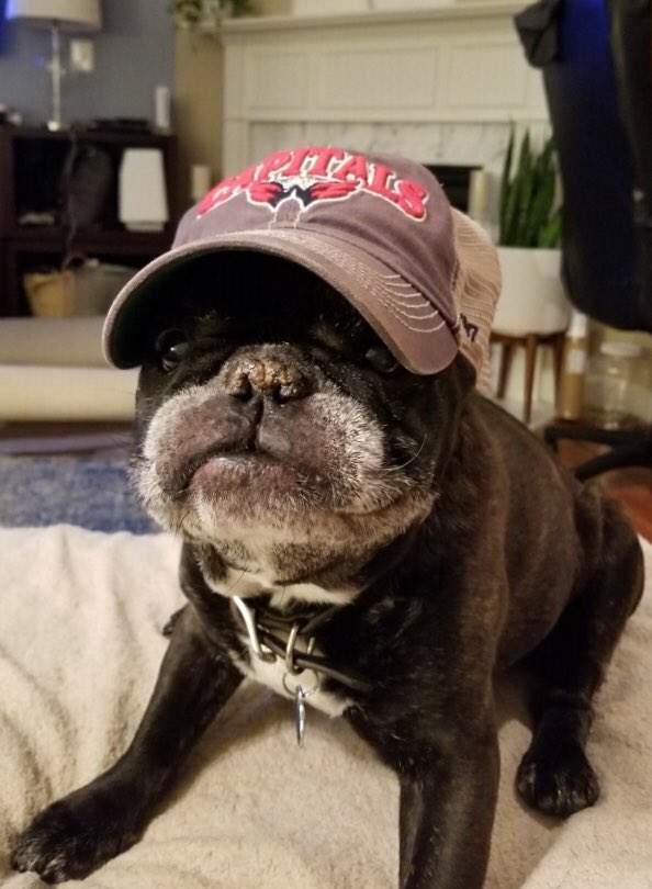 VBS1208's tweet photo. Dozer can’t contain his excitement!  #ALLCAPS #CapsBolts #Capitals #capsdogs https://t.co/L3NYvsSg5z