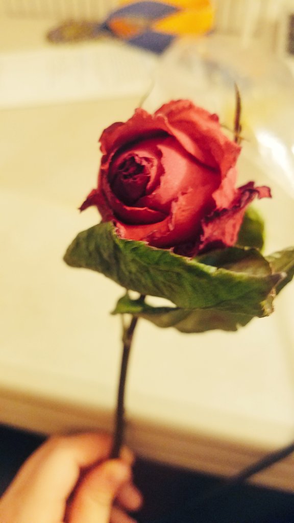 Dynameotics's tweet photo. 💙💙💙🌹🌹🌹 https://t.co/8kREaHiutu
