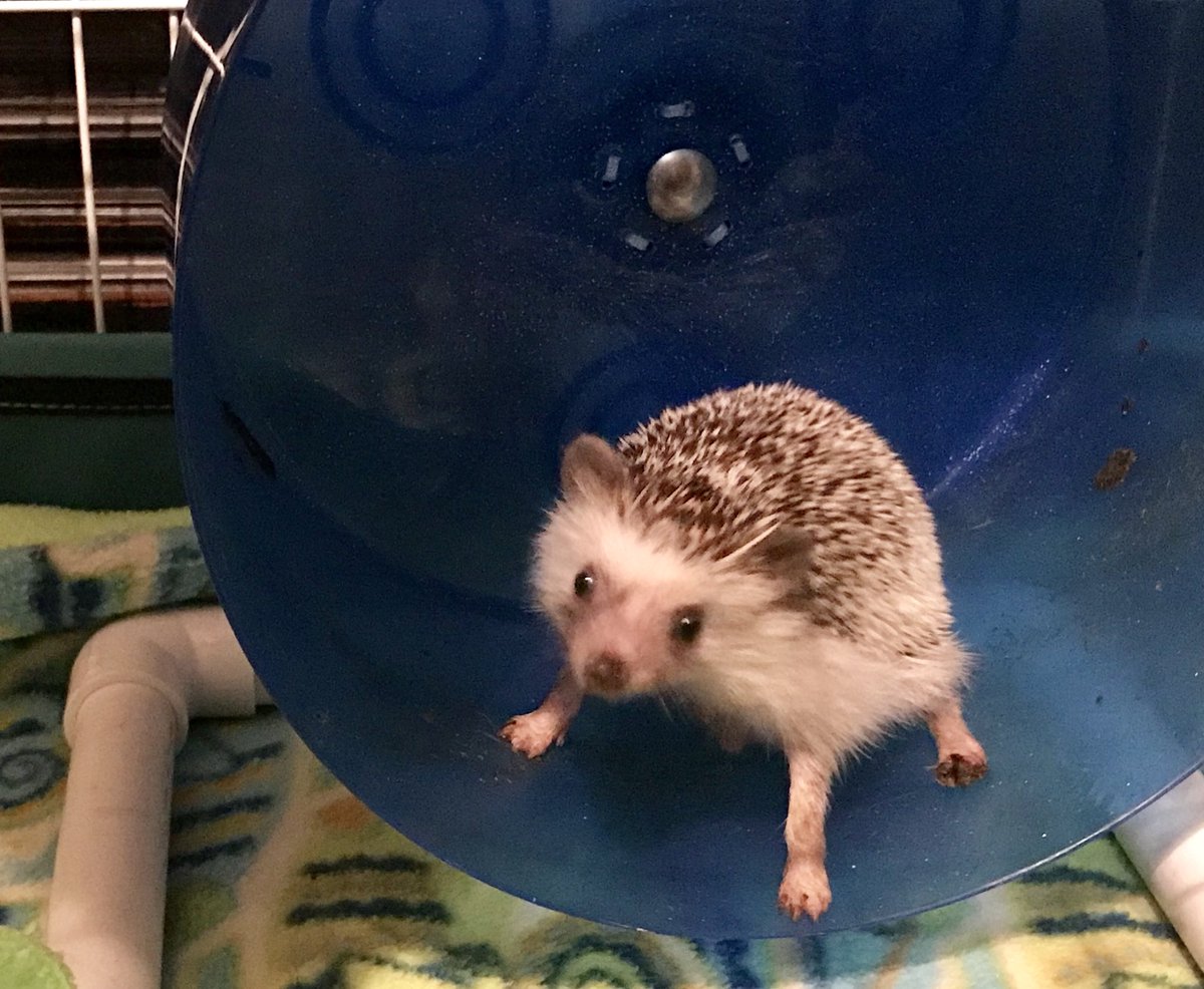 realTimHedgehog's tweet photo. Happy Mother’s Day y’all!
#hedgehog #MothersDayWeekend https://t.co/TxNBTf9zF8