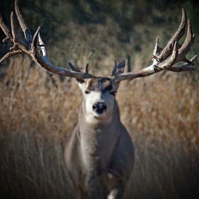 Scent_Blaster's tweet photo. What?

#wideclyde #bigbuck #rackedout
#muleymonday #muledeer #scentblaster #hunting #deerhunting #getmorescentout https://t.co/rWFc9o3EmZ https://t.co/rz7swjDLIq