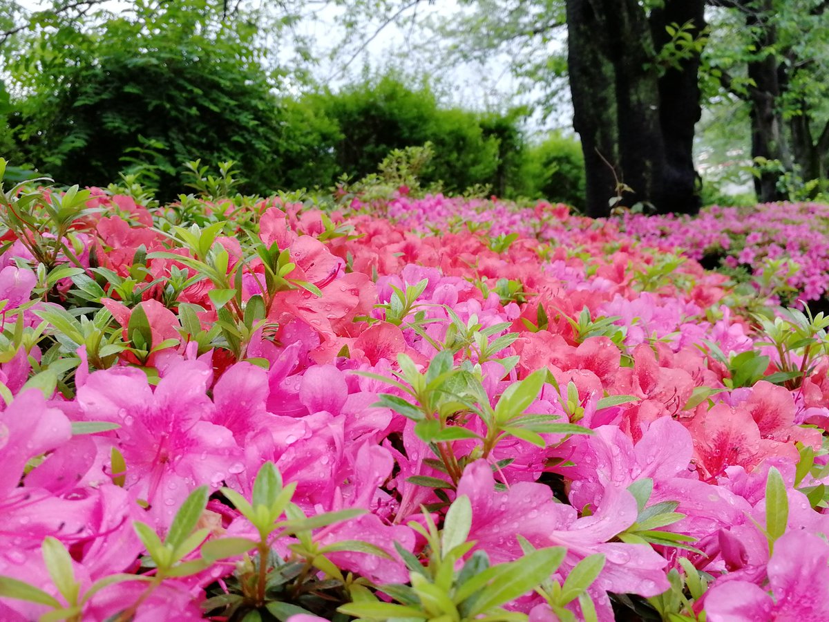 台東区公園課 Taito Park Ar Twitter オオムラサキツツジ の花は もう終わりを迎えていますが サツキツツジは見頃になってきました ツツジ は春の季語ですが サツキ は夏の季語とのこと もう夏が近いということですね 浅草 隅田公園 サツキツツジ