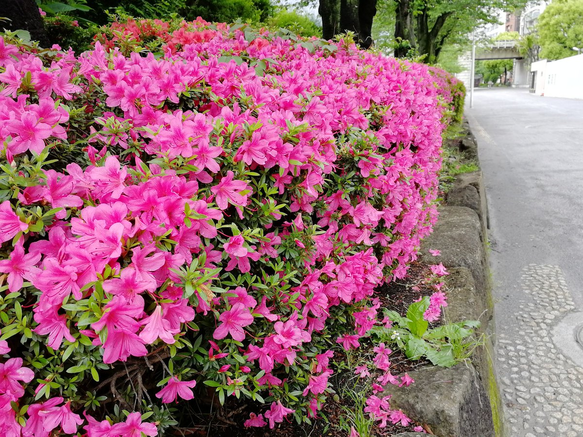 台東区公園課 Taito Park オオムラサキツツジ の花は もう終わりを迎えていますが サツキツツジは見頃になってきました ツツジ は春の季語ですが サツキ は夏の季語とのこと もう夏が近いということですね 浅草 隅田公園 サツキツツジ