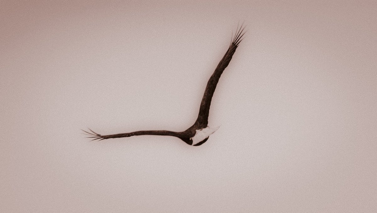 flight