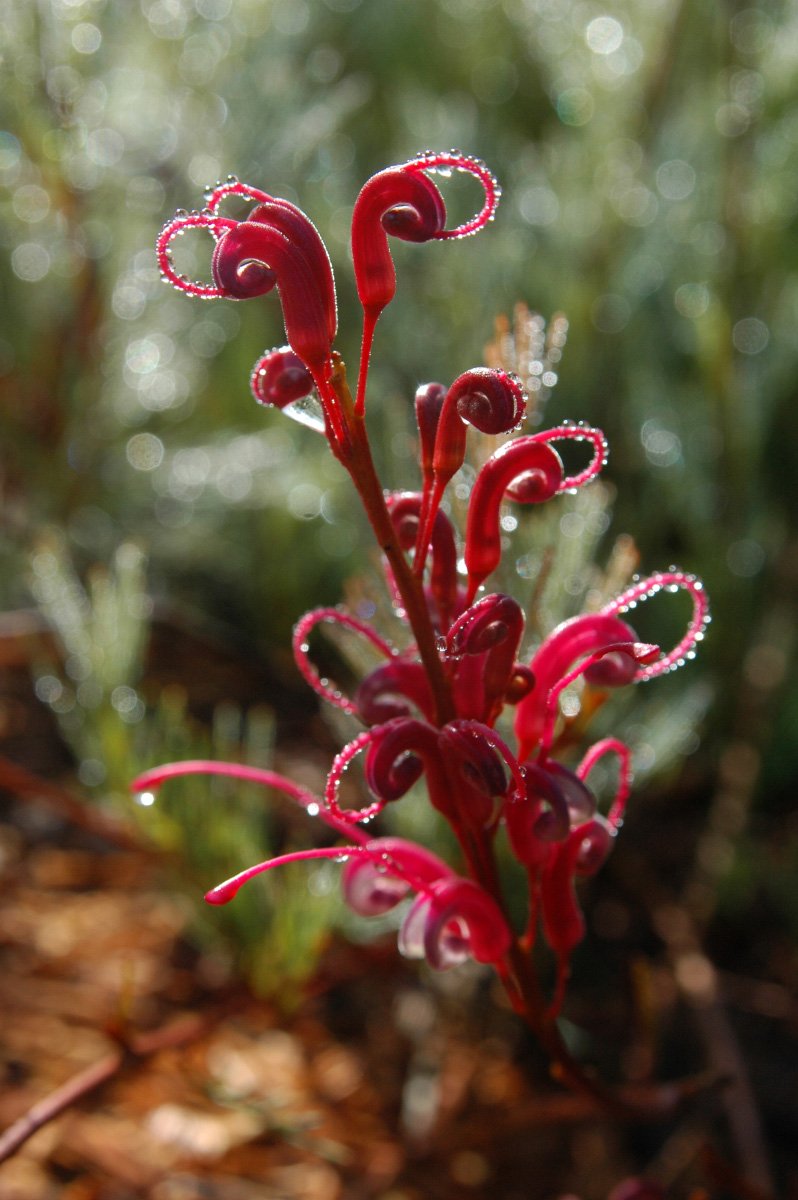 thesilverdory's tweet photo. Grevillea plurijuga (grafted/garden) - interesting WA grev with flowers displayed prominently on trailing flower stems around the plant. Grafted plants are hardy in the east -sometimes available in nurseries as 'Purple Haze' (shown here in doing well in SE NSW) #ozplants #grevs https://t.co/JdzZoK9y0C