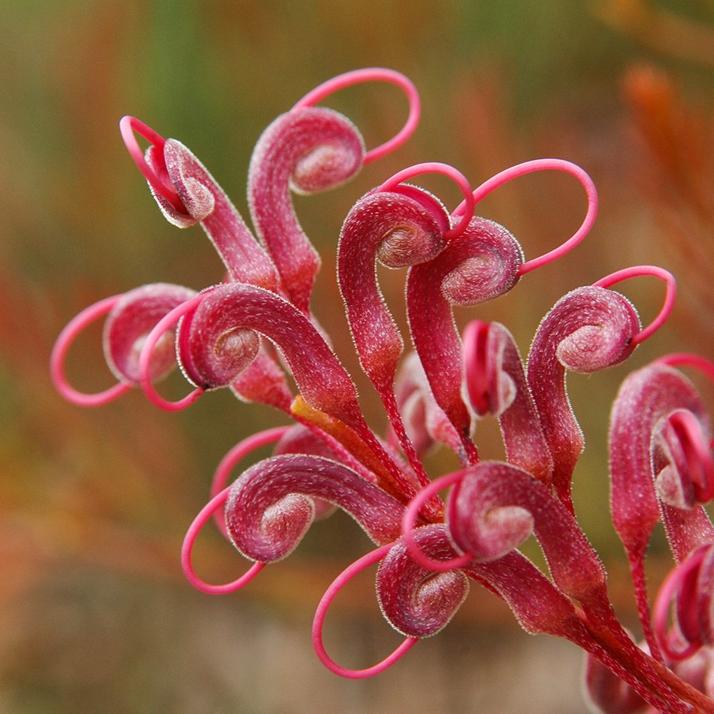 thesilverdory's tweet photo. Grevillea plurijuga (grafted/garden) - interesting WA grev with flowers displayed prominently on trailing flower stems around the plant. Grafted plants are hardy in the east -sometimes available in nurseries as 'Purple Haze' (shown here in doing well in SE NSW) #ozplants #grevs https://t.co/JdzZoK9y0C