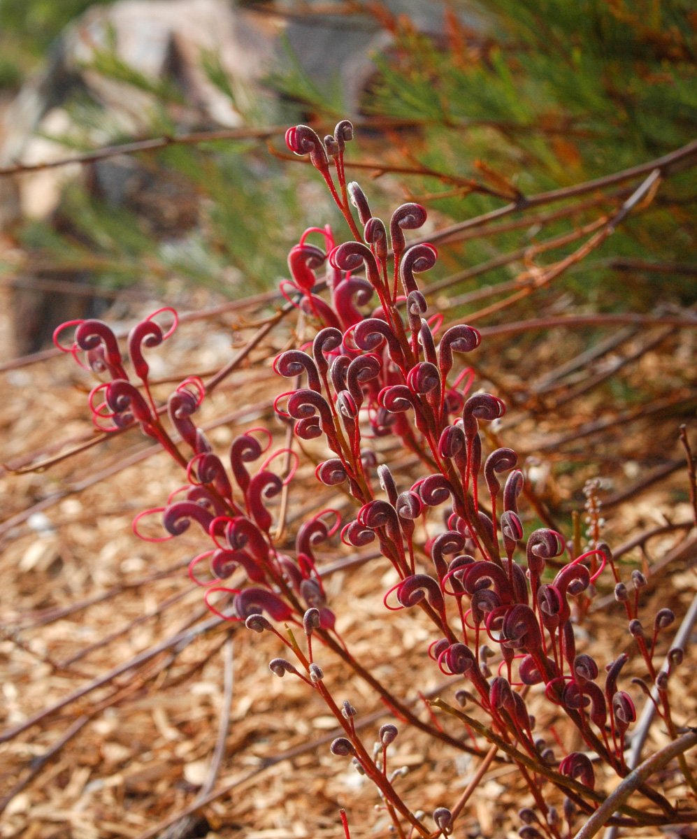 thesilverdory's tweet photo. Grevillea plurijuga (grafted/garden) - interesting WA grev with flowers displayed prominently on trailing flower stems around the plant. Grafted plants are hardy in the east -sometimes available in nurseries as 'Purple Haze' (shown here in doing well in SE NSW) #ozplants #grevs https://t.co/JdzZoK9y0C