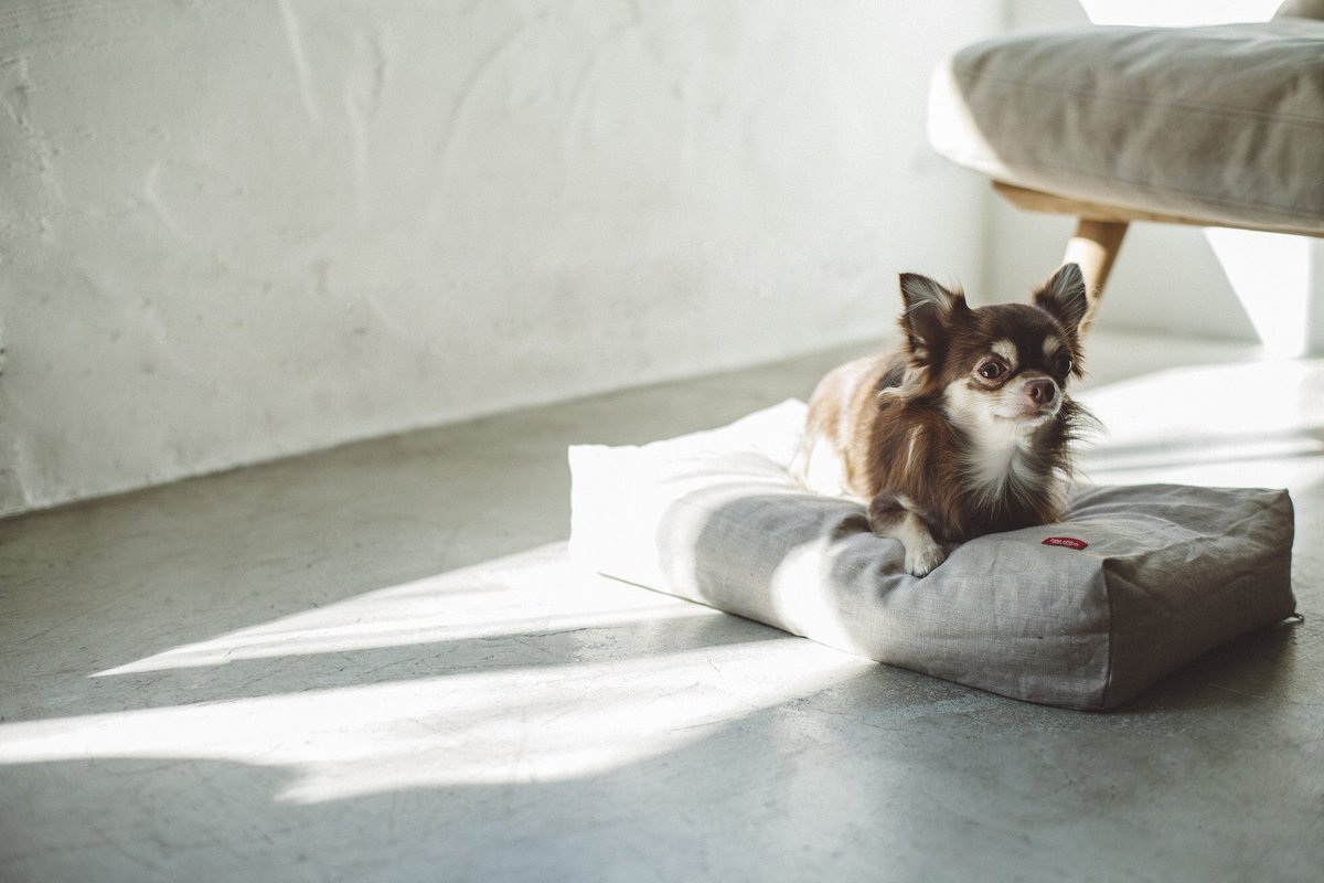 ট ইট র 大塚家具 Idc Otsuka ペットと暮らす快適インテリア 共に暮らす 犬や猫は大事な 家族の一員 安全にはしっかり配慮して リラックスできる場所もつくってあげたい 大塚家具では 大切なペットとの暮らしがもっと楽しくなるに 家具 インテリアを