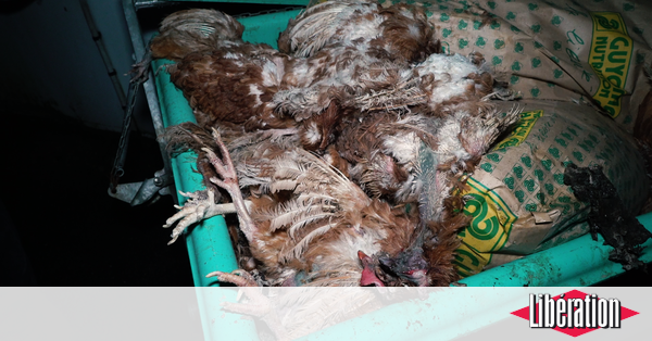 libe's tweet photo. Maltraitance animale : dans une vidéo choc, L214 épingle le leader des œufs https://t.co/M5R5XZe4xN https://t.co/49wPzBET7N