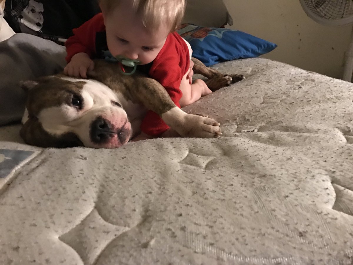 _loni_sky_'s tweet photo. One of the sweetest babies ever Powerball ❤️❤️❤️ nothing but a ball of loves. He loves babies, cuddles, hugs, sleep and affection. Pits are so precious and I hate seeing what people are doing to them. #StopPitbullDropOff https://t.co/mk2MG2ZdeH