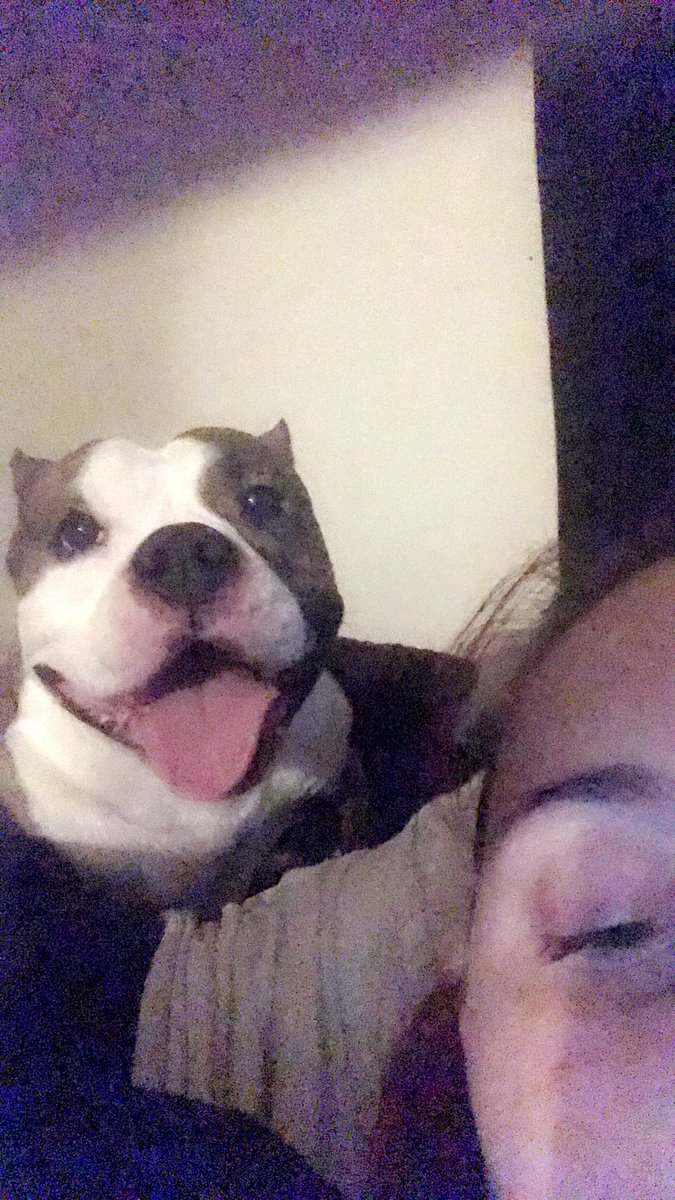 _loni_sky_'s tweet photo. One of the sweetest babies ever Powerball ❤️❤️❤️ nothing but a ball of loves. He loves babies, cuddles, hugs, sleep and affection. Pits are so precious and I hate seeing what people are doing to them. #StopPitbullDropOff https://t.co/mk2MG2ZdeH