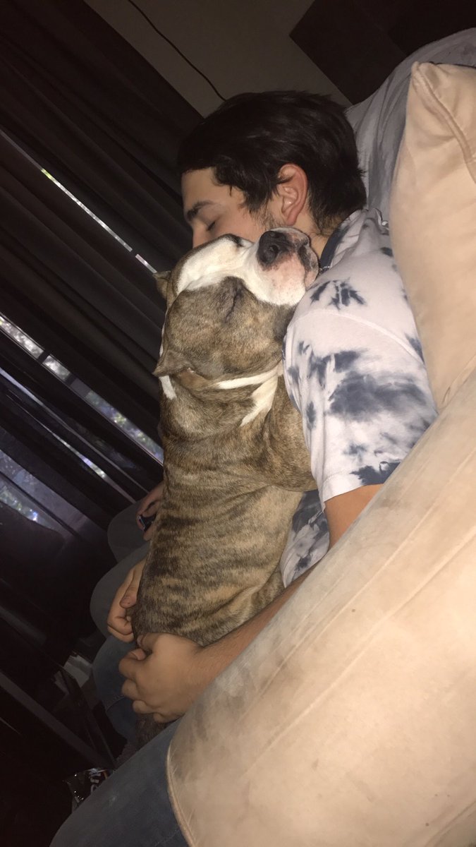 _loni_sky_'s tweet photo. One of the sweetest babies ever Powerball ❤️❤️❤️ nothing but a ball of loves. He loves babies, cuddles, hugs, sleep and affection. Pits are so precious and I hate seeing what people are doing to them. #StopPitbullDropOff https://t.co/mk2MG2ZdeH