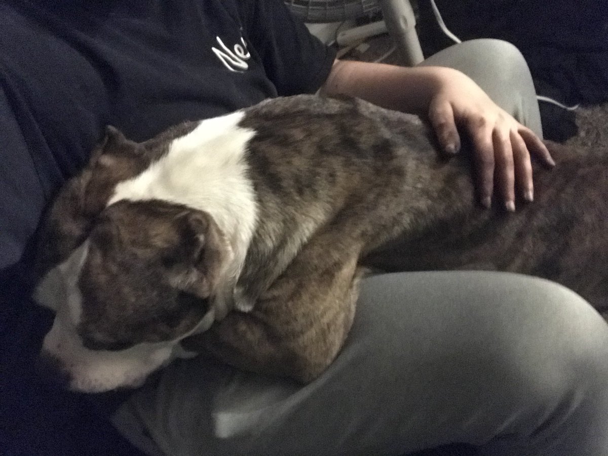_loni_sky_'s tweet photo. One of the sweetest babies ever Powerball ❤️❤️❤️ nothing but a ball of loves. He loves babies, cuddles, hugs, sleep and affection. Pits are so precious and I hate seeing what people are doing to them. #StopPitbullDropOff https://t.co/mk2MG2ZdeH