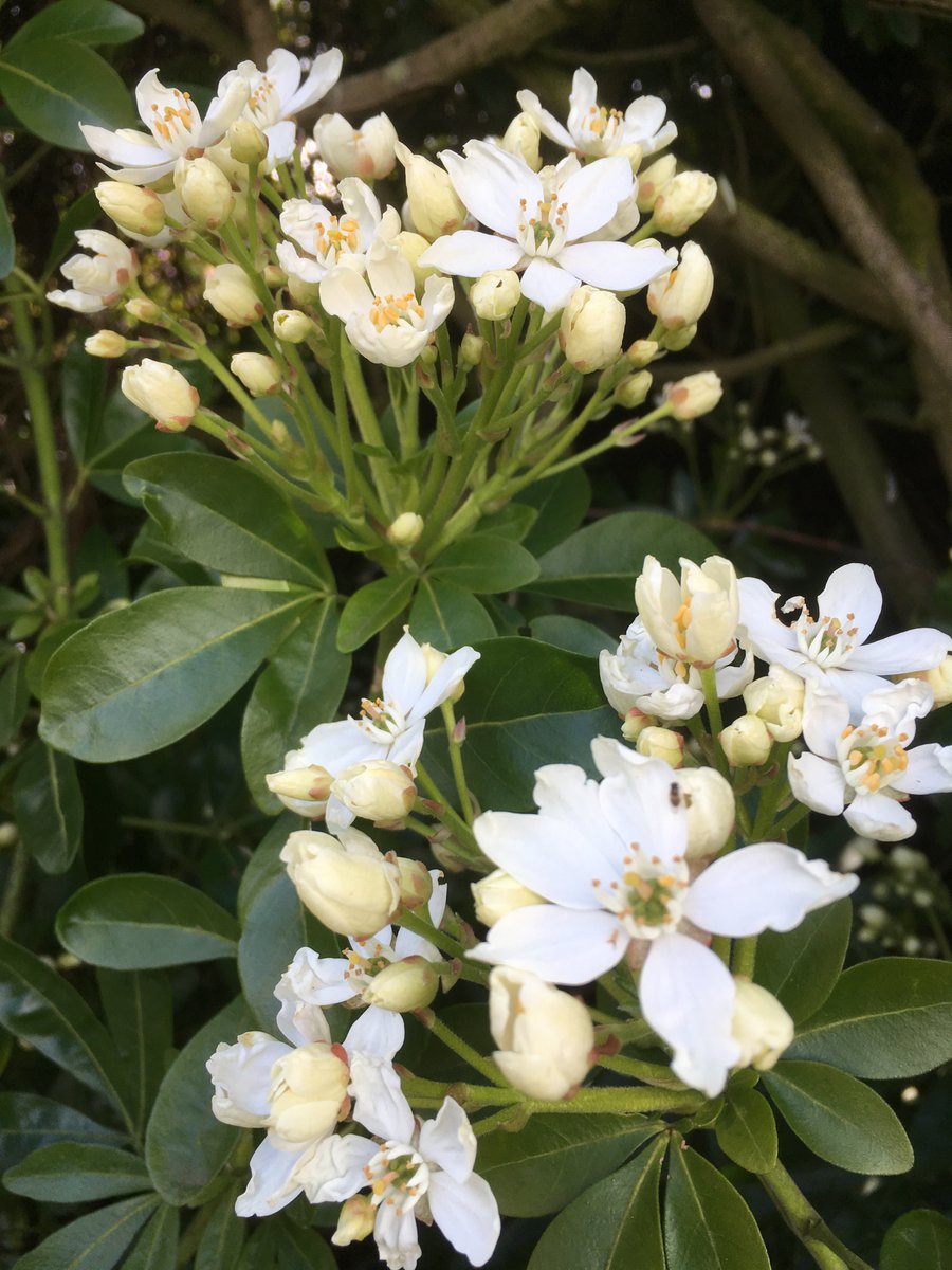 TythorneGD's tweet image. Your garden designer's plant of the month for May is Choisya ternata. Also known by the common name of Mexican Orange Blossom, Choisya is an extremely useful plant for any garden. Find out more... tythorne.com/blog/your-gard…