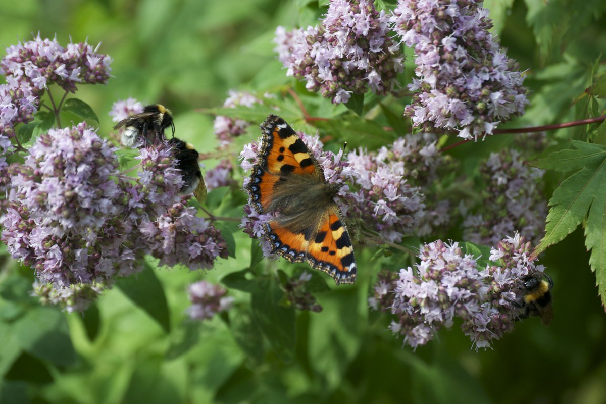 savebutterflies's tweet photo. Inspire your neighbours to plant a plot for pollinators to create a flowery super highway for the pollinating insects where you live https://t.co/5TFPmRlLre #PollinatorPlots #MondayMotivation https://t.co/MDuSyOFV6Z