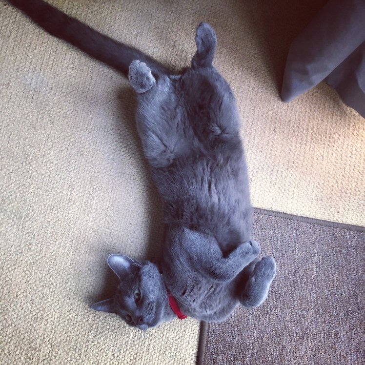 cuddlemykitty's tweet photo. Meet our new member Ross from Balham, London and his Russian Blue 'Prince' "Caring animal lover living with 1yr old boy Prince." #cuddlemykitty #CatsOnTwitter #petsitesunite #catsitter https://t.co/dCAwdNhynL